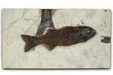 Beautiful Fish Fossil (Mioplosus) - Uncommon Species #382977-1